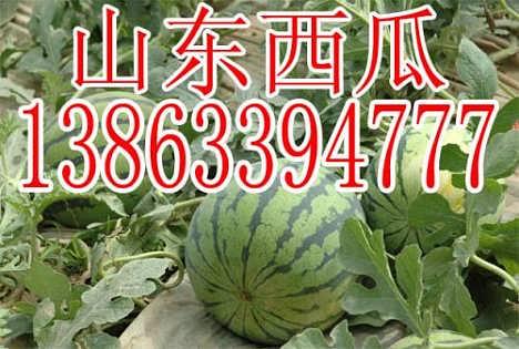 小白瓜今日行情,价格波动与市场动态一览