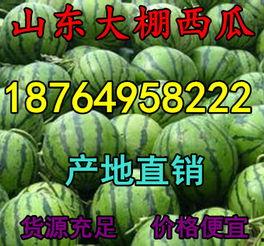 小白瓜今日行情,价格波动与市场动态一览