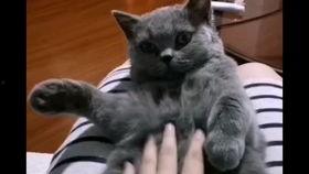 蓝猫的视频,揭秘神秘森林的奇幻之旅