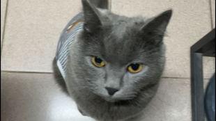 蓝猫的视频,揭秘神秘森林的奇幻之旅