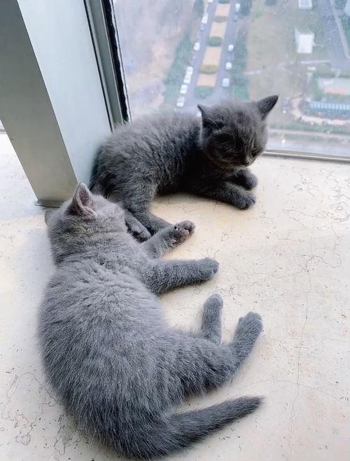 蓝猫的视频,揭秘神秘森林的奇幻之旅