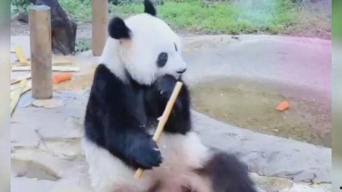 熊猫吃竹笋的视频,竹笋盛宴尽享自然美味
