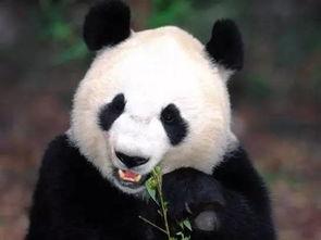 熊猫吃竹笋的视频,竹笋盛宴尽享自然美味
