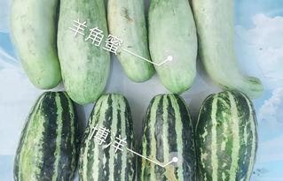 松瓜今日价格,探寻市场波动背后的秘密