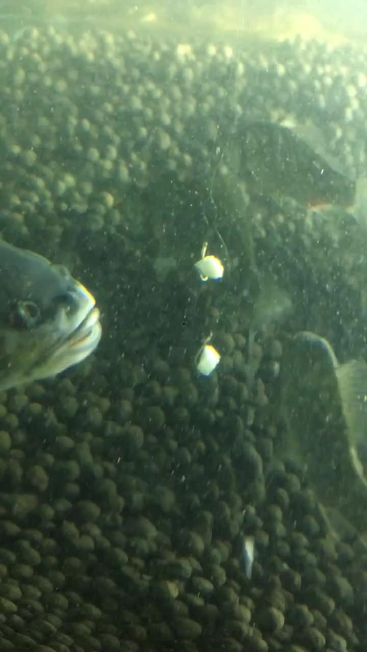 鱼视频