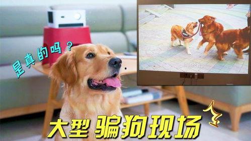 看狗狗视频