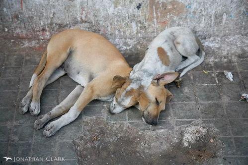 流浪狗视频大全,视频大全里的感人故事