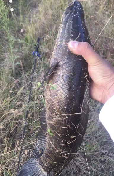 黑鱼视频,揭秘网络直播的精彩瞬间