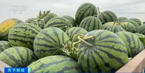 汉瓜今日价格行情最新,今日行情一览