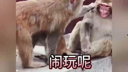 动物配音搞笑视频,笑料百出，萌态可掬！