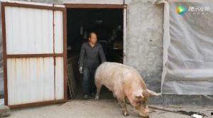 农村养猪视频,视频带你走进养猪现场