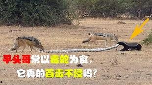 平头哥视频,视频揭秘其惊险刺激的冒险之旅