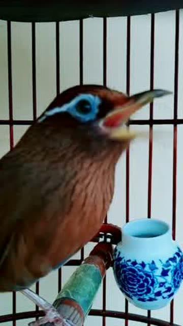 母画眉鸟叫声视频