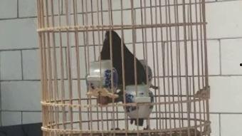 母画眉鸟叫声视频