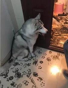 哈士奇视频,欢乐瞬间尽收眼底