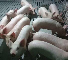 种猪视频,繁育技术新篇章