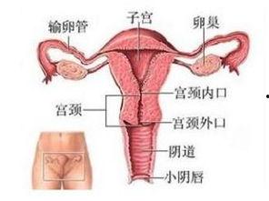 女人阴部视频,女性阴部视频揭秘