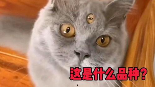 猫的搞笑视频,萌态百出，笑料连连