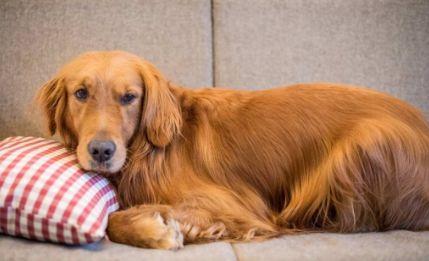 金毛犬训练方法视频,跟随视频轻松掌握训练技巧