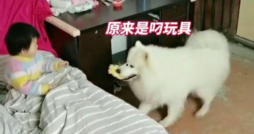 逗狗视频,欢乐瞬间，萌宠日常