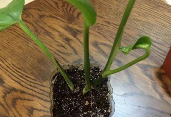 大叶绿萝修剪视频,视频教程详解