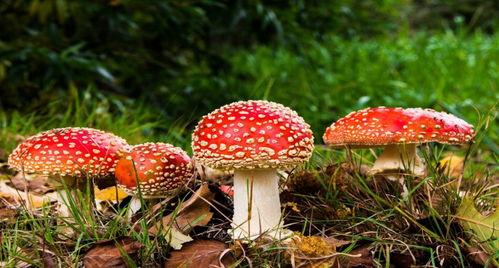 蘑菇视频吃瓜黑料,吃瓜黑料背后的真相大起底