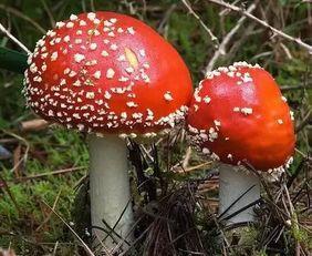 蘑菇视频吃瓜黑料,吃瓜黑料背后的真相大起底