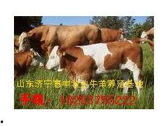 牛羊视频,探寻草原牧歌中的生活画卷