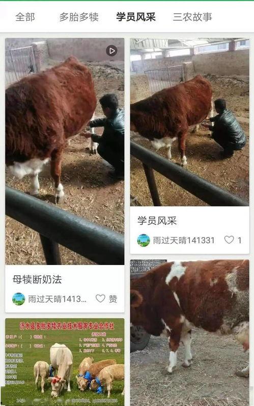牛羊视频,探寻草原牧歌中的生活画卷