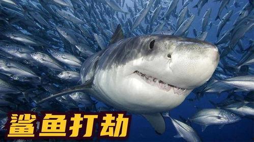 鲨鱼鲨鱼视频,揭秘海洋霸主的生活奥秘