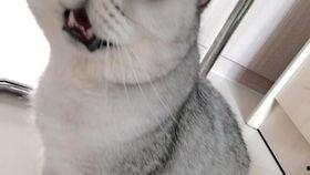 大脸猫视频,趣味横生的萌宠日常大揭秘