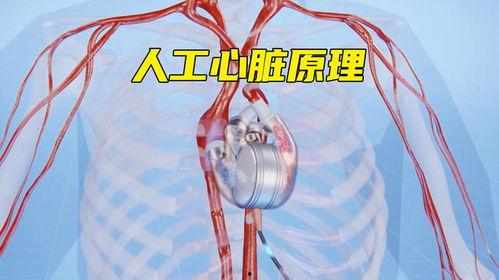 心脏的工作原理视频