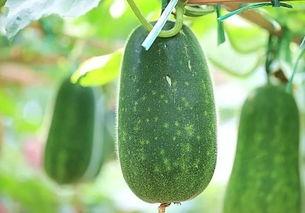 吃瓜今日吃瓜必吃在线观看视频,在线视频揭秘热点事件