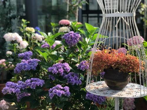 种花视频,跟随视频探索种花乐趣与技巧