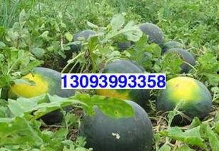 网络上吃瓜黑是什么,“吃瓜黑”背后的真相与影响